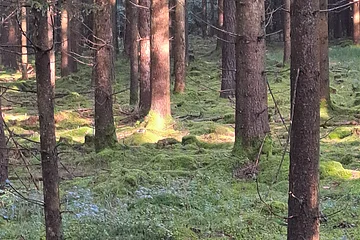 Ein Wald mit hohen Bäumen und moosbedecktem Boden, Sonnenlicht fällt durch die Baumkronen.