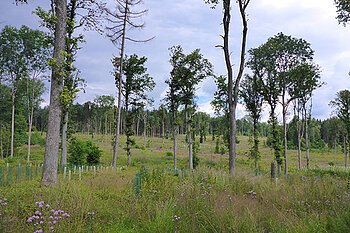 Waldlichtung mit Bäumen, Gras und lila Wildblumen unter bewölktem Himmel.