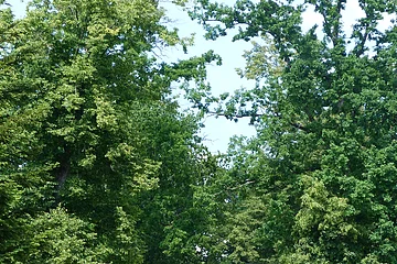 Waldweg mit hohen Bäumen und zwei Radfahrern in der Ferne bei sonnigem Wetter.