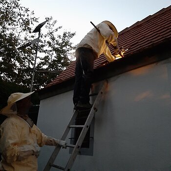 Zwei Imker in gelber Schutzkleidung arbeiten an einem roten Hausdach, einer auf einer Leiter mit Werkzeug und Funkenflug. Die andere Person steht unten und hält die Leiter fest.