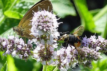 Nahaufnahme eines braunen Schmetterlings und einer schwarzen Fliege auf lila Blüten einer Pflanze im Grünen.