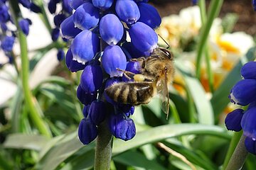 Biene sammelt Nektar an blauen Traubenhyazinthenblüten bei Tageslicht.