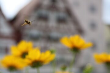 Biene sitzt auf gelber Blume und eine weitere Biene links daneben in der Luft, weitere gelbe Blumen und unscharfe Fachwerkhäuser im Hintergrund.
