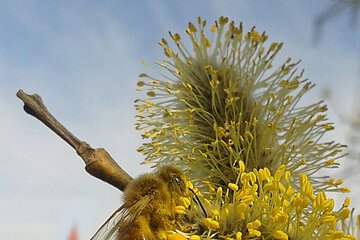 Honigbiene sammelt Pollen an gelben Blüten eines Weidenkätzchens im Freien vor unscharfem Hintergrund eines Orts.