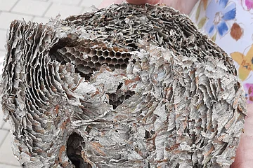 Hand hält ein großes, leeres Hornissennest mit sichtbaren Wabenstrukturen und welliger Oberfläche. Im Hintergrund eine gepflasterte Straße zu sehen.