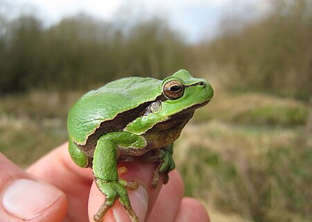 Grüner Laubfrosch sitzt auf einem Finger vor unscharfem Naturhintergrund.