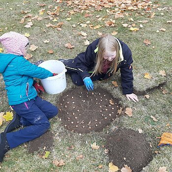 Zwei Kinder legen Blumenzwiebeln aus einem weißen Eimer in einen kreisrunden ausgehobenes Beet, daneben ein Erdhaufen auf einer Wiese mit Herbstlaub.