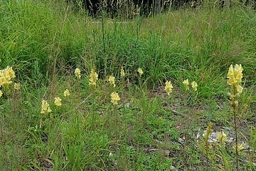 Gelbe Blüten auf grüner Wiese mit hohem Gras und einzelnen Pflanzen im Hintergrund.