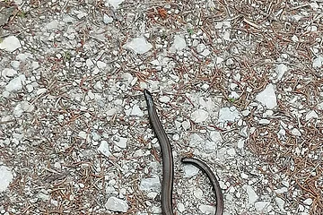 Braune Blindschleiche auf kiesigem Boden mit kleinen Steinen und trockenen Nadeln.