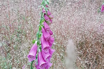 Einzelne lila Fingerhutblüte vor unscharfem Hintergrund aus trockenem Gras und weiteren Blüten.