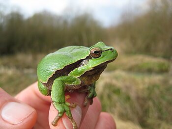 Grüner Laubfrosch sitzt auf einem Finger vor unscharfem Naturhintergrund.