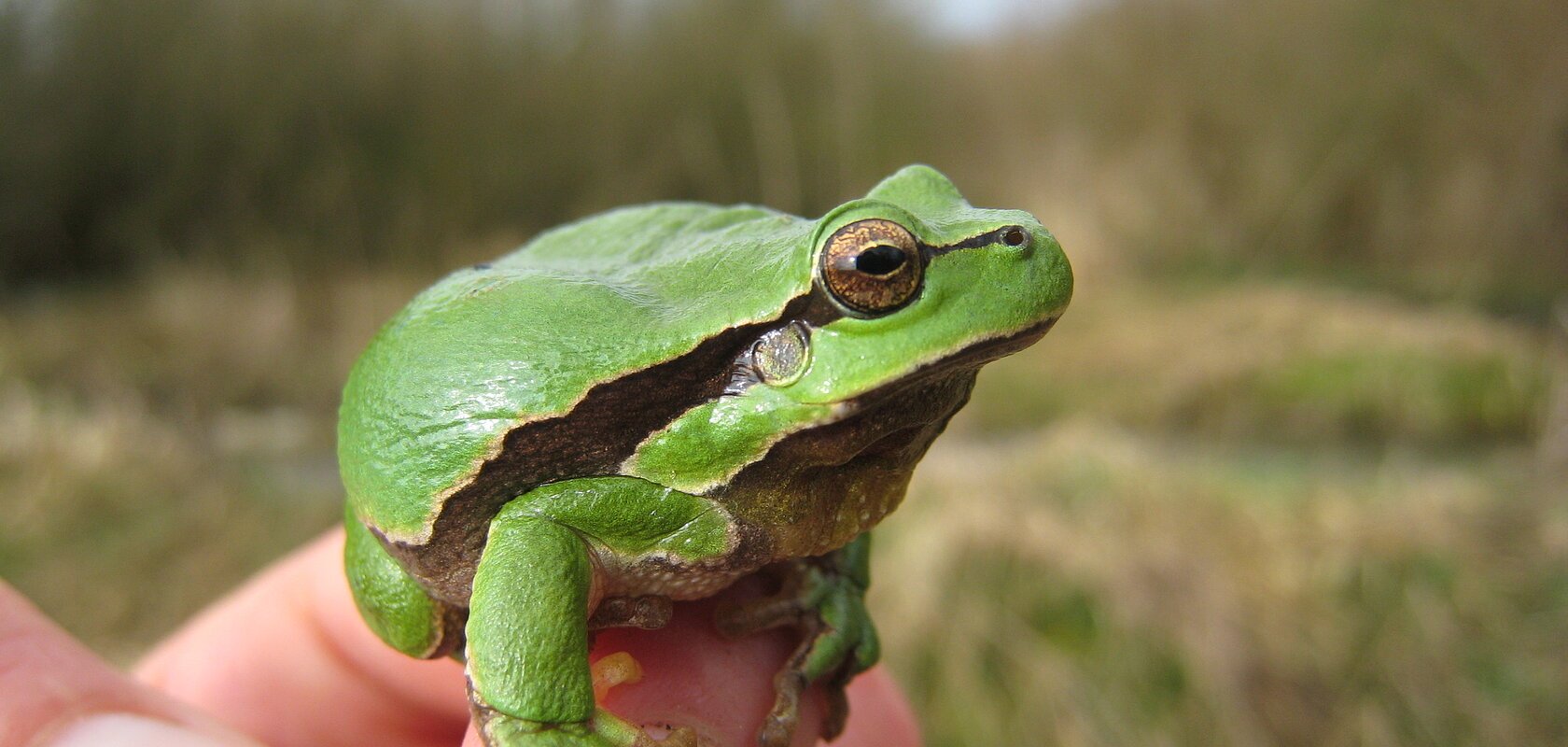 Grüner Laubfrosch sitzt auf einem Finger vor unscharfem Naturhintergrund.