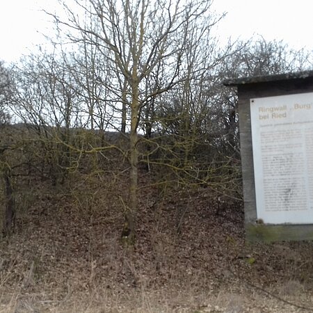 Hinweistafel zur Ringwallanlage im Monheimer Stadtteil vor einem Hügel mit kahlem Bäumen und trockenem Gras im Winter oder Spätherbst, bei Tageslicht.