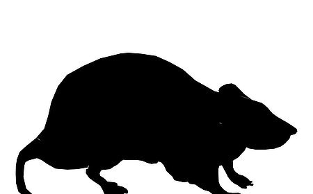 Silhouette einer Ratte in schwarz, seitliche Ansicht auf weißem Hintergrund.
