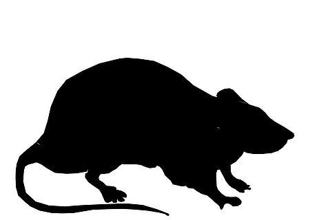 Silhouette einer Ratte in schwarz, seitliche Ansicht auf weißem Hintergrund.