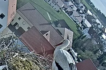 Weißstorch steht im Nest aus Zweigen auf einem Hausdach, im Hintergrund Häuser und grüne Flächen.