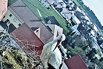 Weißstorch steht im Nest aus Zweigen auf einem hohen Gebäude mit Blick auf ein Dorf und grüne Felder.