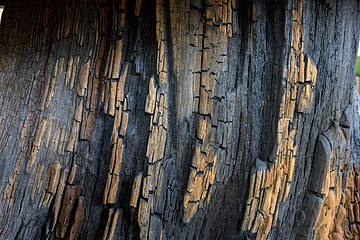 Nahaufnahme von verwitterter, rissiger Baumrinde mit braunen und grauen Farbtönen und Schatten.