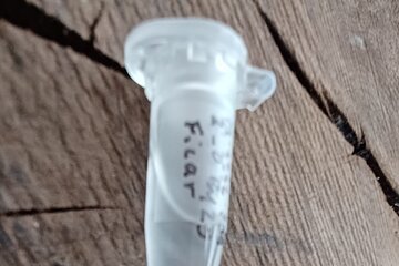 Kleines beschriftetes Kunststoffröhrchen mit Flüssigkeit auf einer Holzoberfläche liegend.