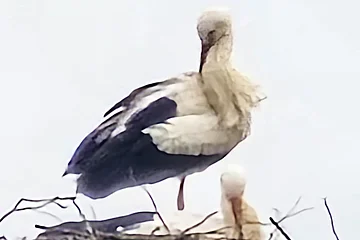 Zwei Störche stehen in einem Nest aus Zweigen auf einem hohen Gebäude vor hellem Himmel.