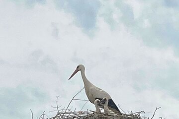 Storch mit zwei Jungvögeln im Nest aus Zweigen auf einem Strommast vor bewölktem Himmel.