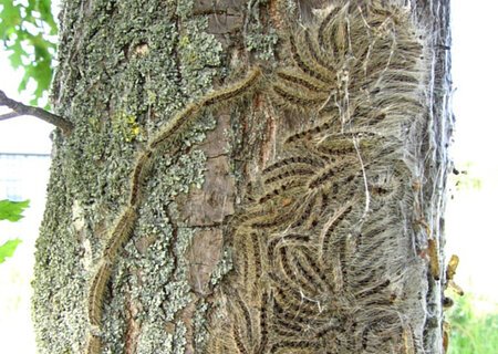 Raupen des Eichenprozessionsspinners auf der Rinde eines Baumes, die in Gruppen angeordnet sind und sich entlang der Oberfläche bewegen. Im Hintergrund grünes Gras.