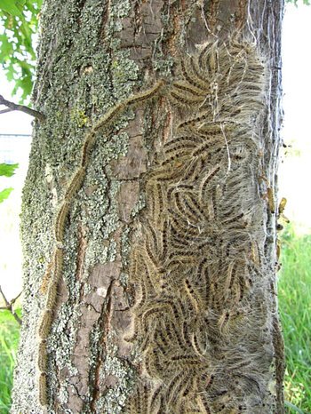 Raupen des Eichenprozessionsspinners auf der Rinde eines Baumes, die in Gruppen angeordnet sind und sich entlang der Oberfläche bewegen. Im Hintergrund grünes Gras.