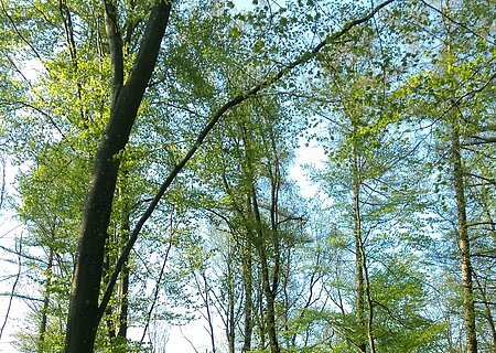 Waldbaden in Monheim - Frühling 2026 Wald mit hohen Bäumen und frischem Grün, darunter ein Holzstapel auf dem Waldboden neben einem Weg. Einladung zum Waldbaden im Frühling 2026 in Monheim