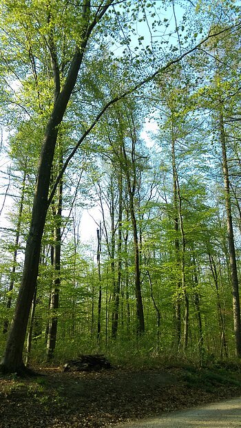 Wald mit hohen Bäumen und frischem Grün, darunter ein Holzstapel auf dem Waldboden neben einem Weg. Einladung zum Waldbaden im Frühling 2026 in Monheim