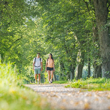 Zwei Personen mit Rucksäcken gehen auf einem von Bäumen gesäumten Weg in einem grünen Park.