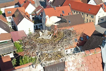 Ein Storch steht in einem großen Storchen-Nest auf einem Dach, umgeben von roten Ziegeldächern einer Stadt.