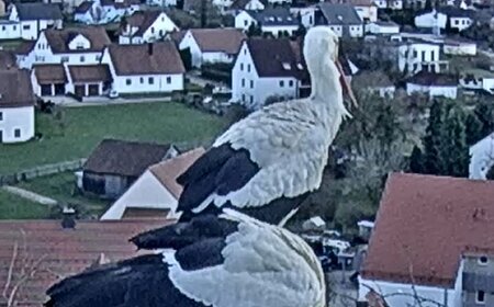 Zwei Störche stehen in einem Nest aus Zweigen auf einem Dach vor einem Dorf mit weißen Häusern und roten Dächern.