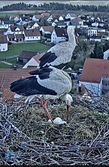 Zwei Störche stehen in einem Nest aus Zweigen auf einem Dach vor einem Dorf mit weißen Häusern und roten Dächern.