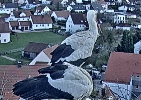 Zwei Störche stehen in einem Nest aus Zweigen auf einem Dach vor einem Dorf mit weißen Häusern und roten Dächern.