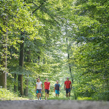 Vier Personen gehen auf einem Waldweg, umgeben von grünen Bäumen und Sonnenlicht im Sommer und schauen sich den Wald an.