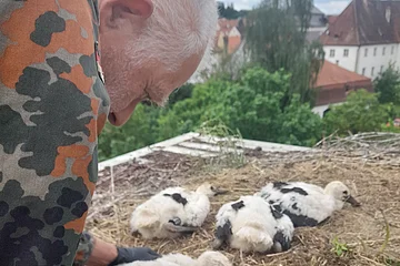Mann in Tarnjacke hält Jungstorch im Nest mit weiteren Jungstörchen und Häusern im Hintergrund. Storchenberingung am 01.06.2026 im Nest auf dem Oberen Torturm in Monheim