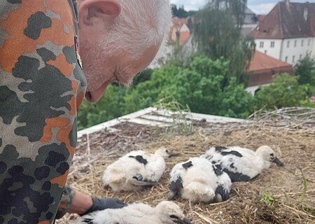 Mann in Tarnjacke hält Jungstorch im Nest mit weiteren Jungstörchen und Häusern im Hintergrund. Storchenberingung am 01.06.2026 im Nest auf dem Oberen Torturm in Monheim