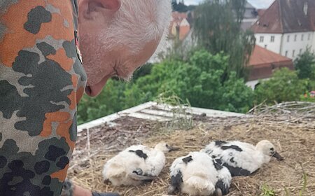 Mann in Tarnjacke hält Jungstorch im Nest mit weiteren Jungstörchen und Häusern im Hintergrund. Storchenberingung am 01.06.2026 im Nest auf dem Oberen Torturm in Monheim