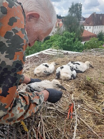 Mann in Tarnjacke hält Jungstorch im Nest mit weiteren Jungstörchen und Häusern im Hintergrund. Storchenberingung am 01.06.2026 im Nest auf dem Oberen Torturm in Monheim