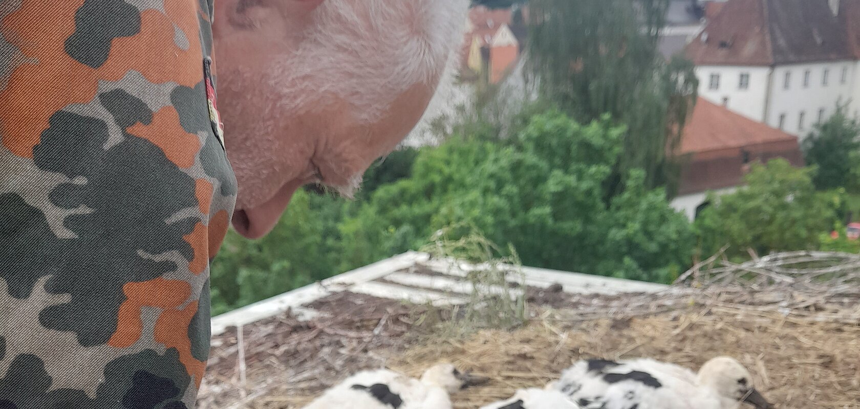 Mann in Tarnjacke hält Jungstorch im Nest mit weiteren Jungstörchen und Häusern im Hintergrund. Storchenberingung am 01.06.2026 im Nest auf dem Oberen Torturm in Monheim
