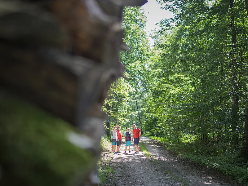 Vier Personen stehen auf einem Waldweg, umgeben von grünen Bäumen, eine Person zeigt nach oben.