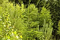 Verschiedene grüne Nadel- und Laubbäume in einem Wald bei Tageslicht.