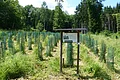 Waldfläche mit jungen Bäumen in grünen Schutzgittern und einem Informationsschild in der Bildmitte. Im Hintergrund blauer Himmel mit Wolken.