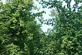 Waldweg mit hohen Bäumen und zwei Radfahrern in der Ferne bei sonnigem Wetter.