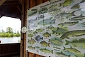 Fischereilehrhütte Monheim am Waldsee Tafel auf einer Holzfassade einer Hütte, mit Abbildungen und Namen heimischer Fischarten, im Hintergrund ein Teich und Bäume.