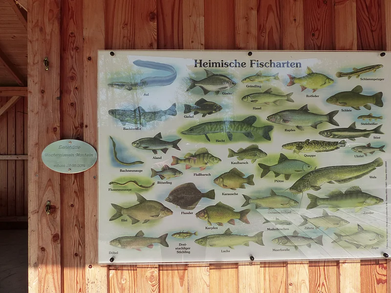 Fischereilehrhütte Monheim Tafel mit Illustrationen und dazugehörenden Namen heimischer Fischarten, angebracht an einer braunen Holzwand.