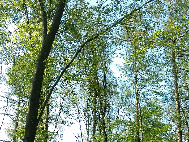 Waldbaden in Monheim - Frühling 2026 Wald mit hohen Bäumen und frischem Grün, darunter ein Holzstapel auf dem Waldboden neben einem Weg. Einladung zum Waldbaden im Frühling 2026 in Monheim