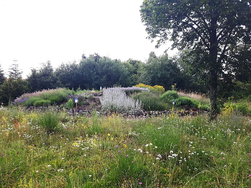 Blick auf die Kräuterspirale - Lehrbienenstand mit Bienenweide Monheim Wiese mit Wildblumen und Kräutern, im Hintergrund Sträucher und ein großer Baum rechts im Bild.