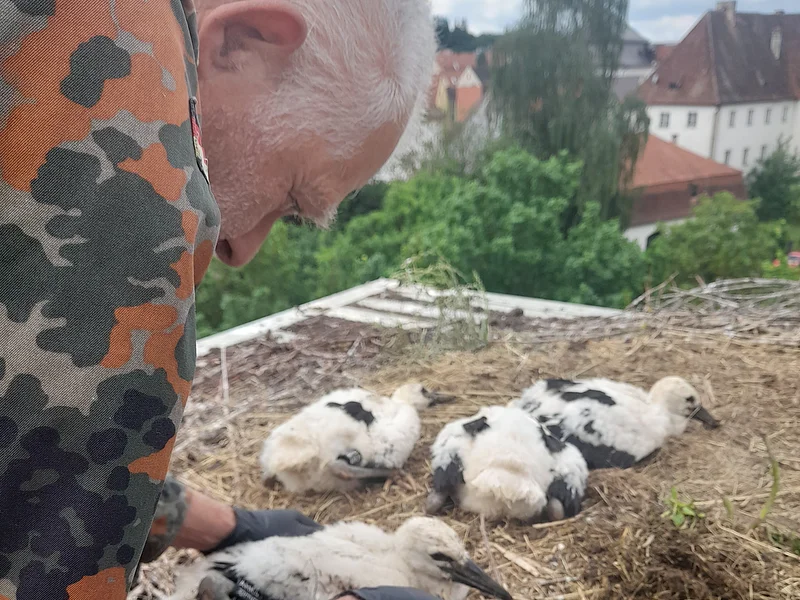 Mann in Tarnjacke hält Jungstorch im Nest mit weiteren Jungstörchen und Häusern im Hintergrund. Storchenberingung am 01.06.2026 im Nest auf dem Oberen Torturm in Monheim