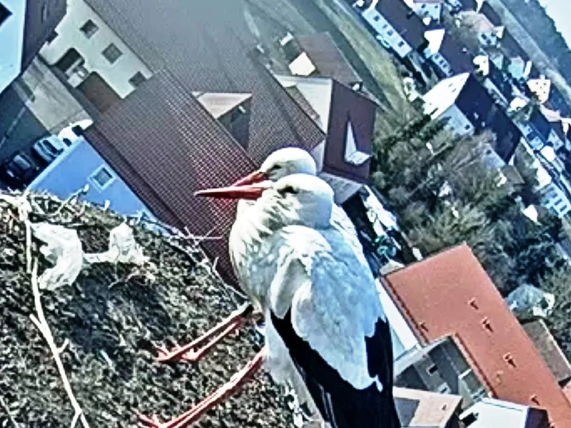 Zwei Weißstörche stehen bei Tageslicht auf einem Nest auf einem Dach, im Hintergrund eine Wohngegend mit Häusern und Bäumen.